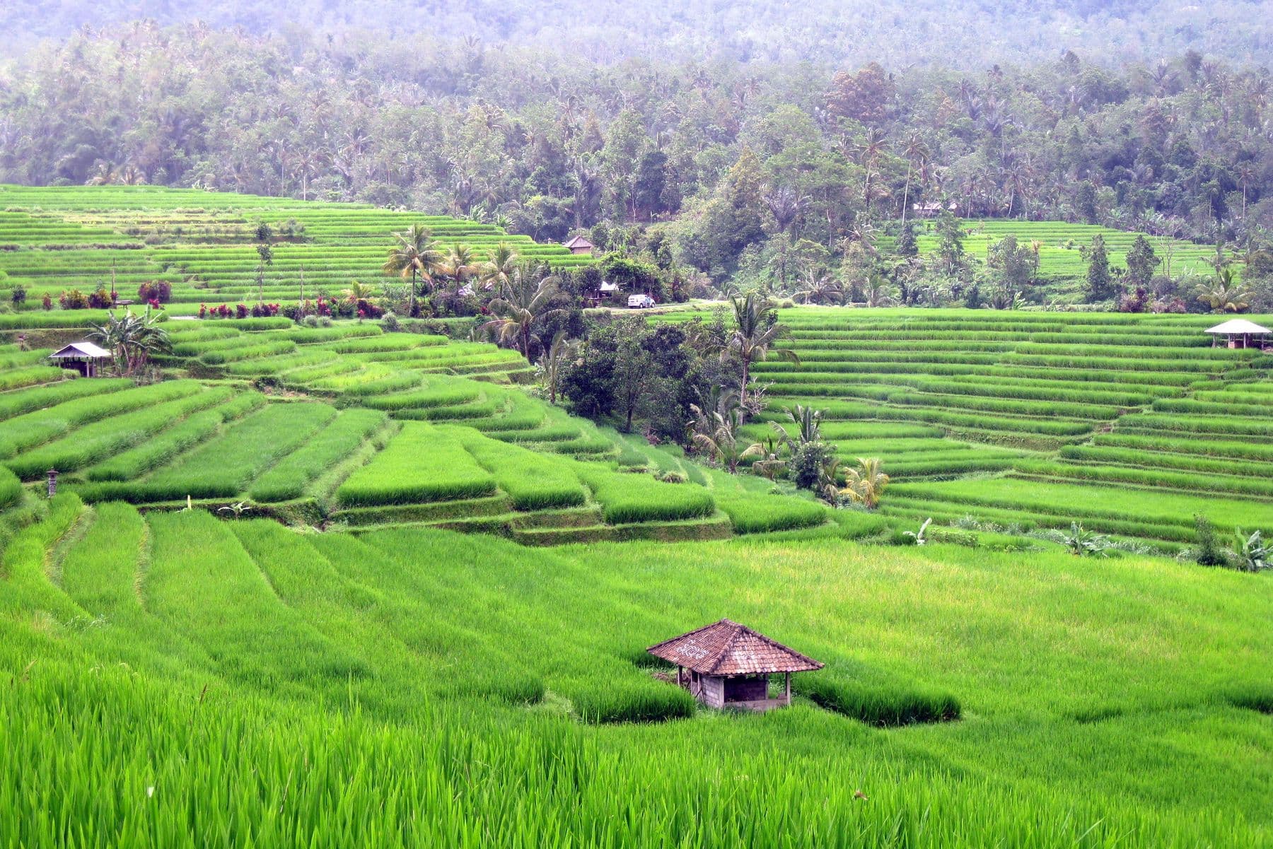 Jatiluwih
