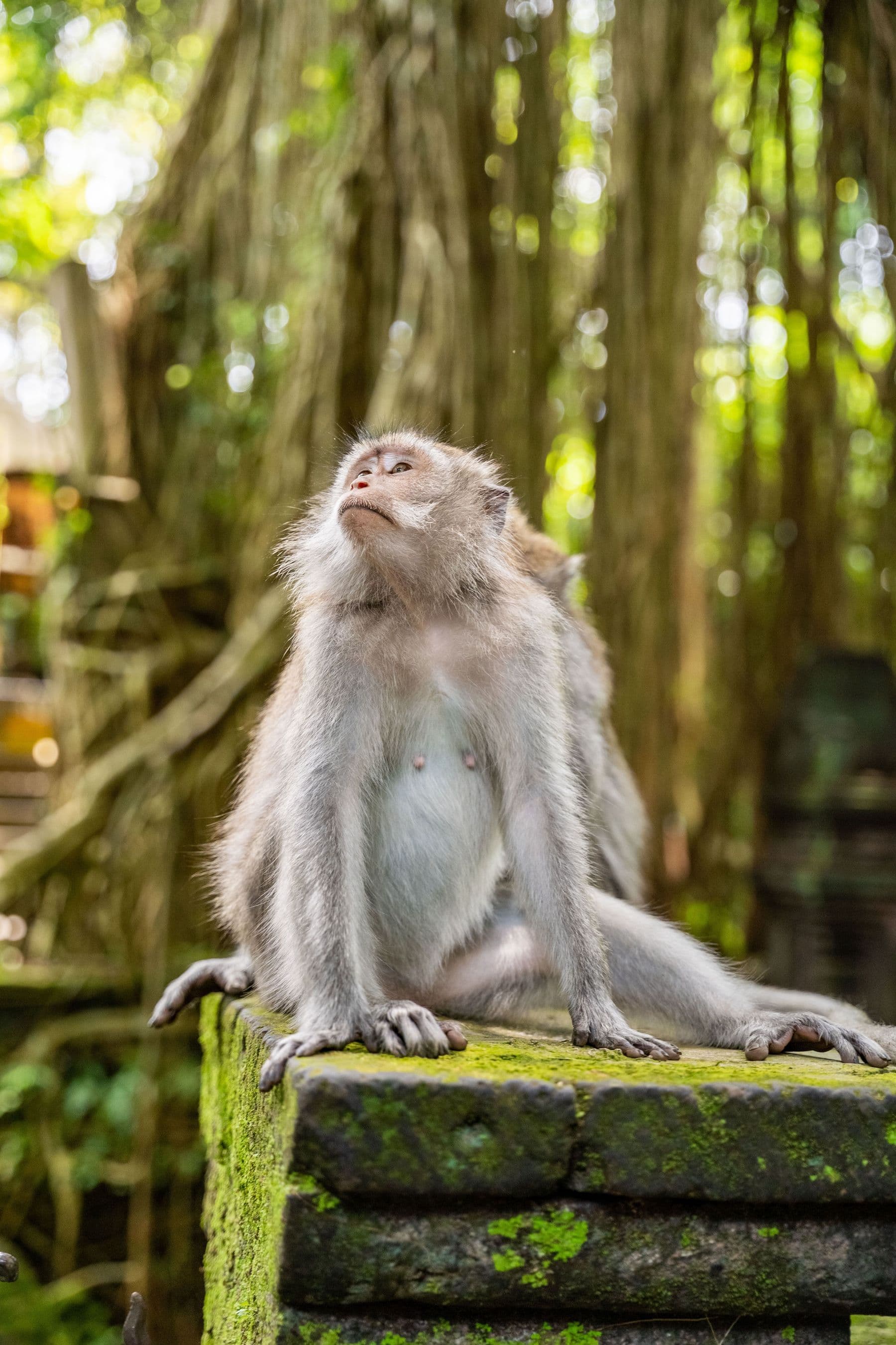 Monkey forest