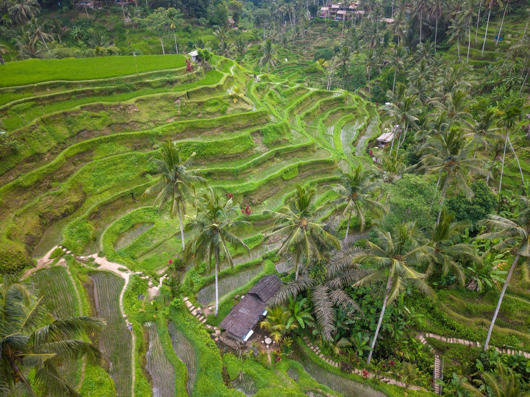 Tegallang rice terrace