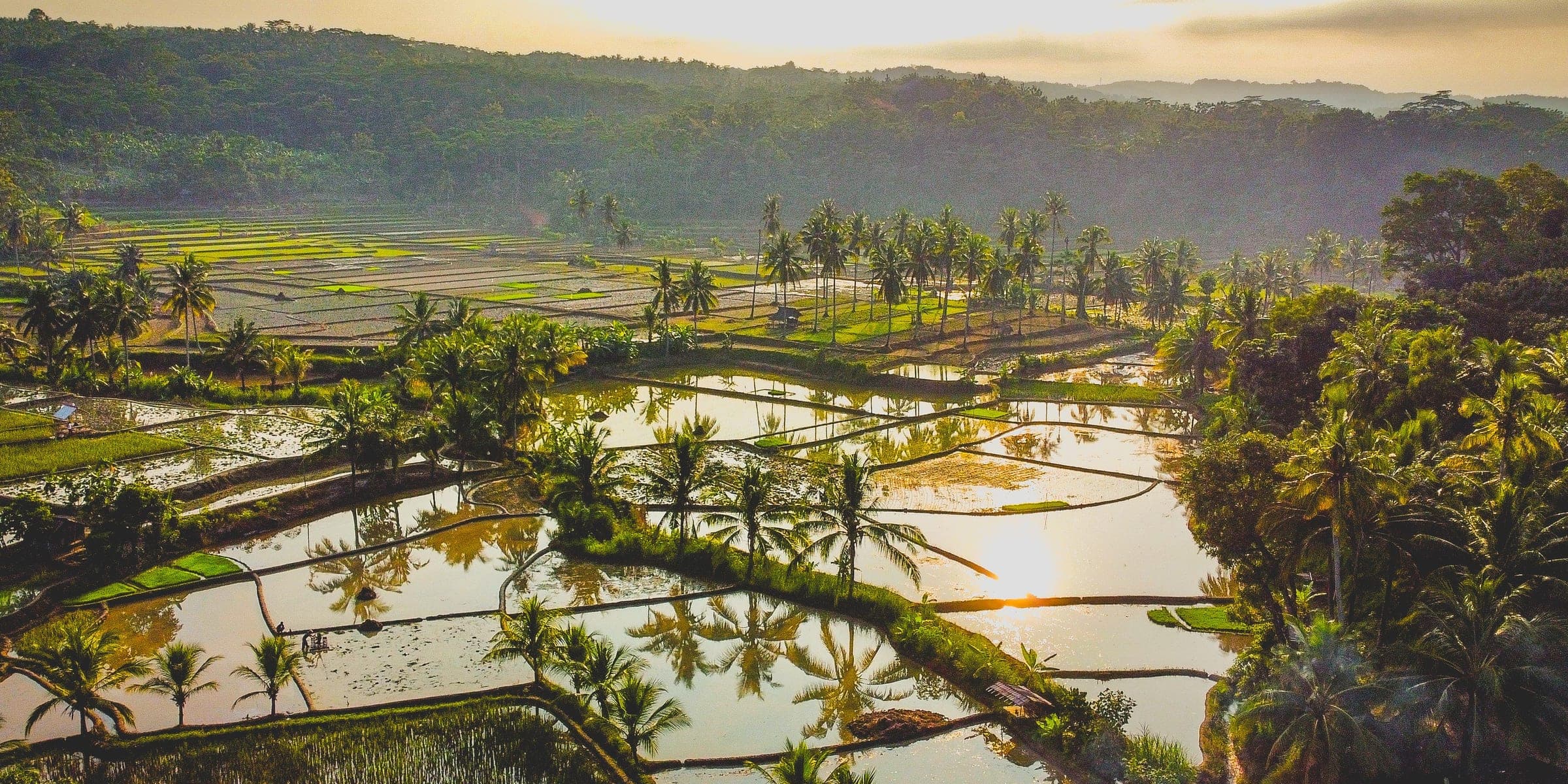 Rice terraces near Ubud at first light, palms reflected in the flooded paddies